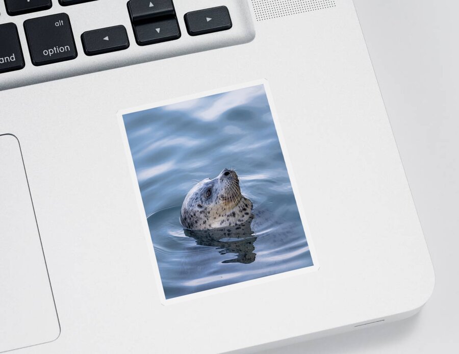 Seal Sticker featuring the photograph Harbor Seal by Bill Cubitt