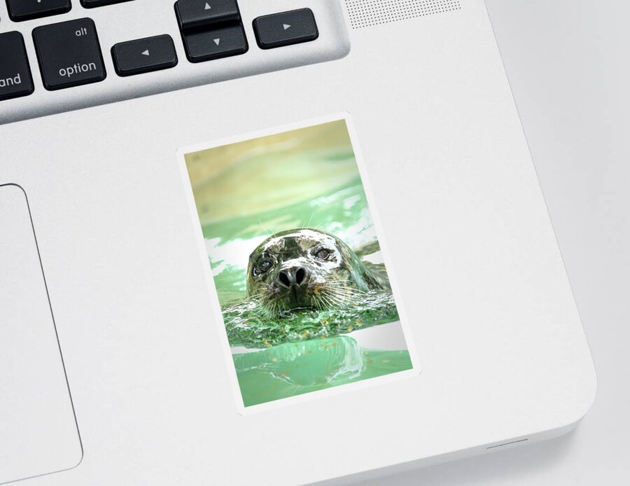 Harbor Seal Sticker featuring the photograph Harbor Seal by Lens Art Photography By Larry Trager