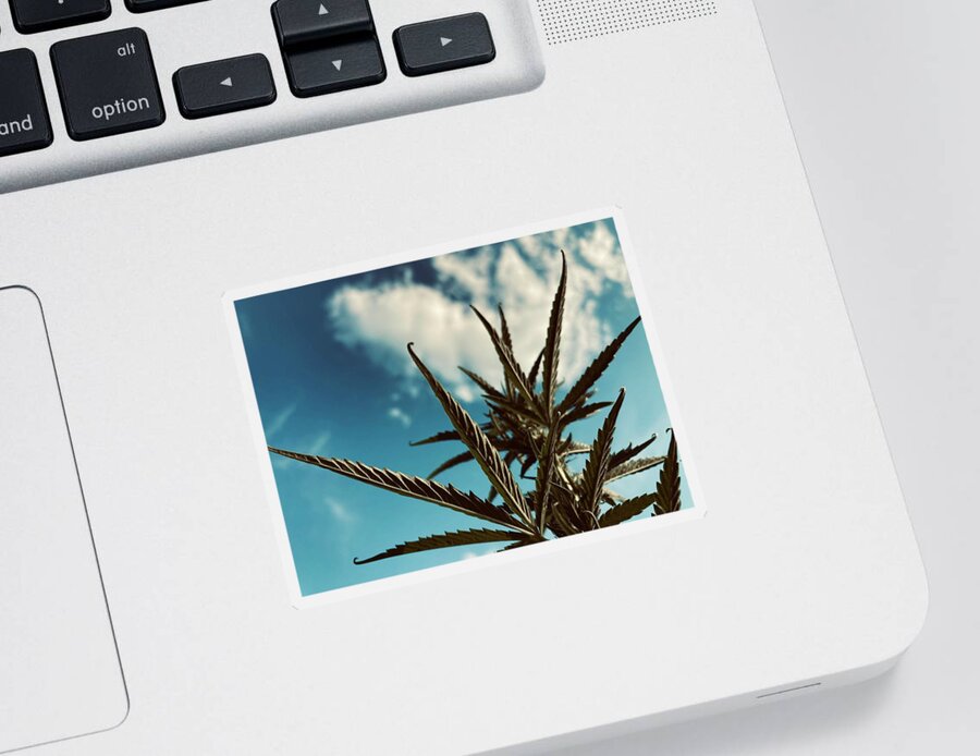 Plant Sticker featuring the photograph Hazy Sky by Toni Hopper