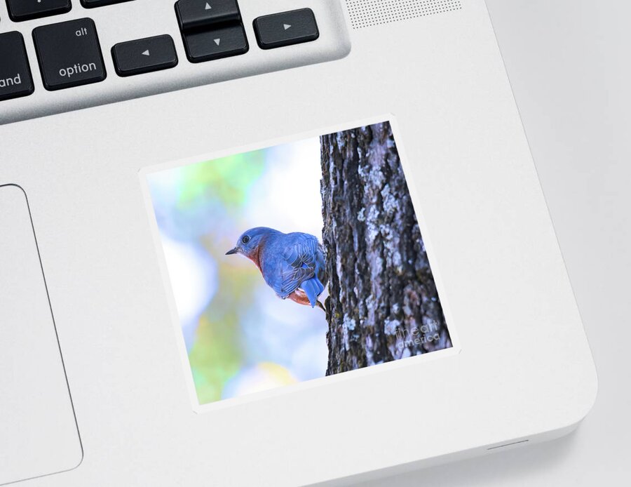 Male Eastern Bluebird Sticker featuring the photograph He Wears It Well - Bluebird by Kerri Farley