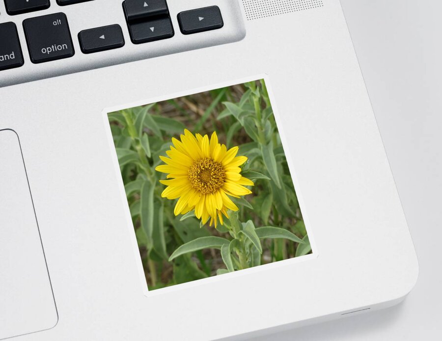 Sunflower Sticker featuring the photograph Hello Sunshine by Katie Keenan