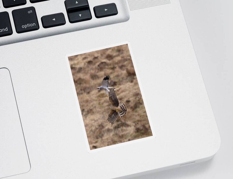 Hen Sticker featuring the photograph Hen Harriers Sky-Dancing by Pete Walkden