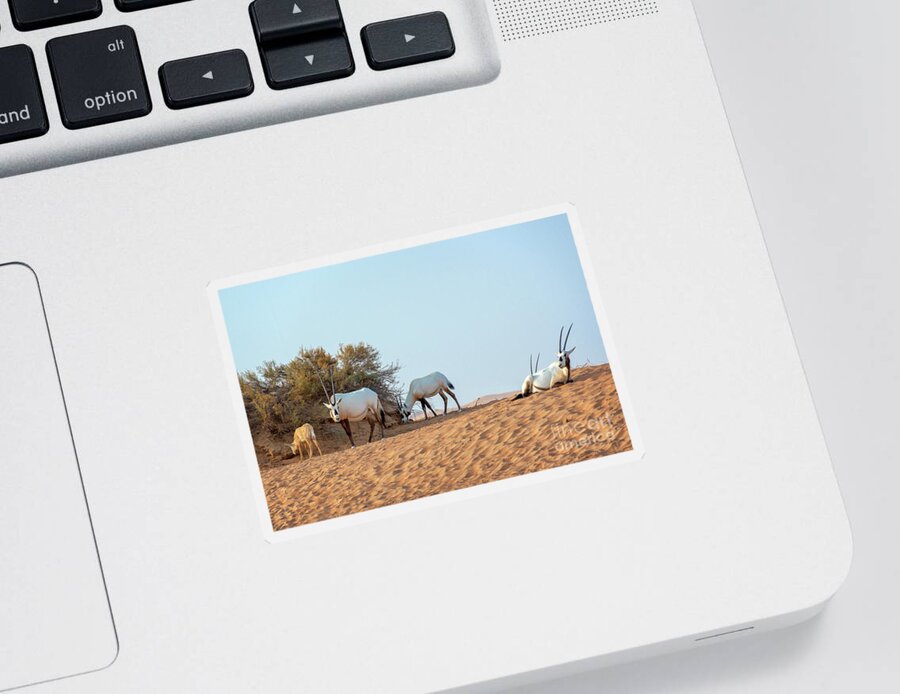 Oryx Sticker featuring the photograph Herd of Arabian oryx by Delphimages Photo Creations