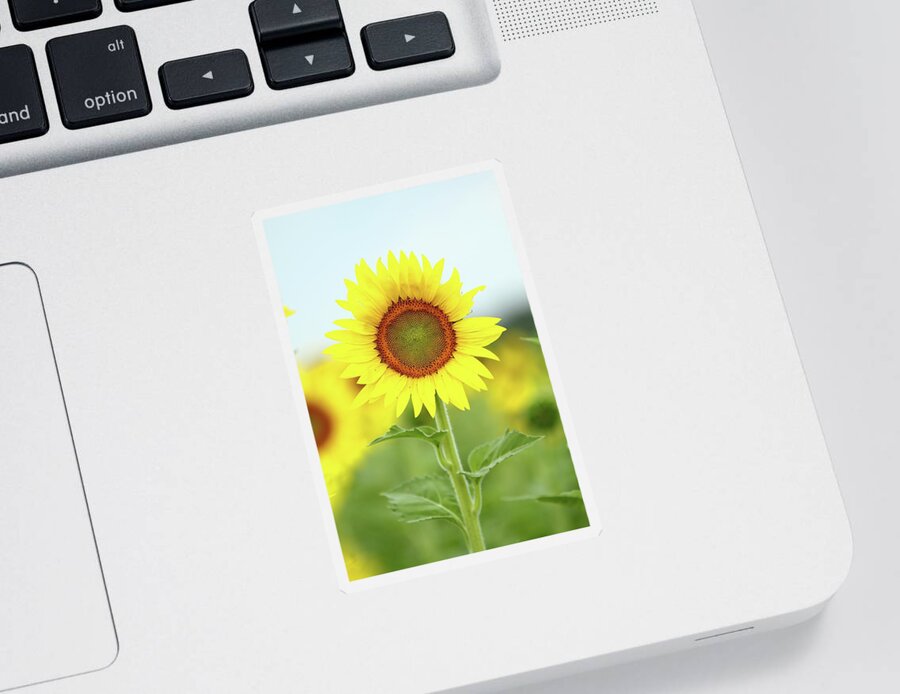 Sunflower Sticker featuring the photograph Here's Looking At You Kid by Lens Art Photography By Larry Trager