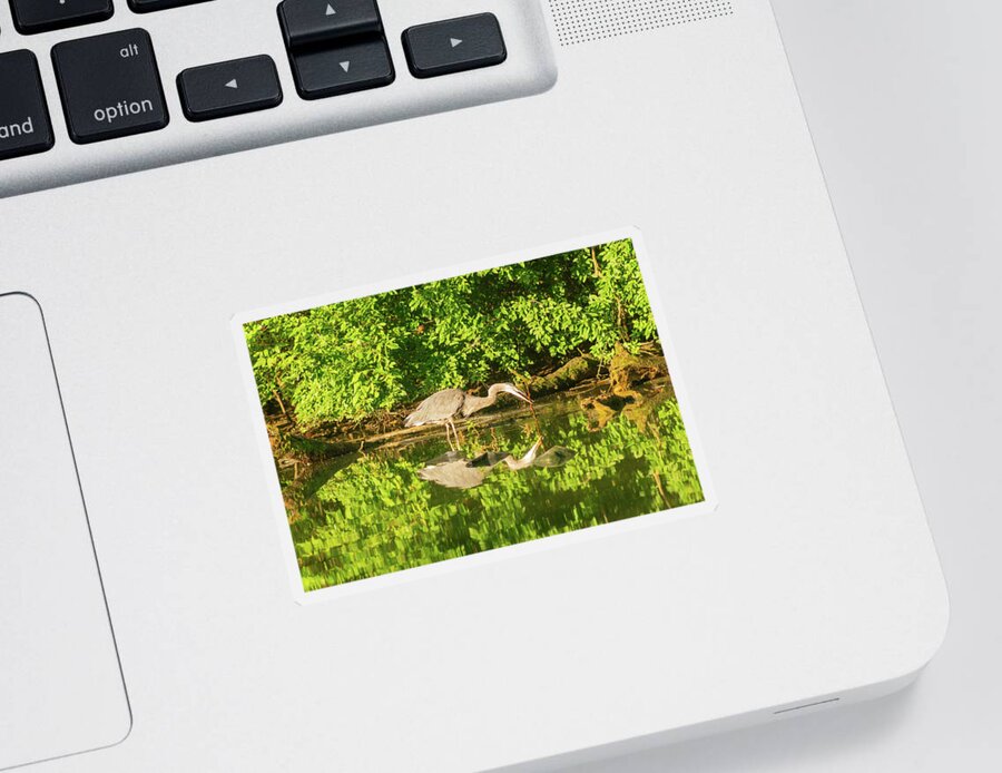 Bird Sticker featuring the photograph Heron at Play in Prospect Park by Auden Johnson