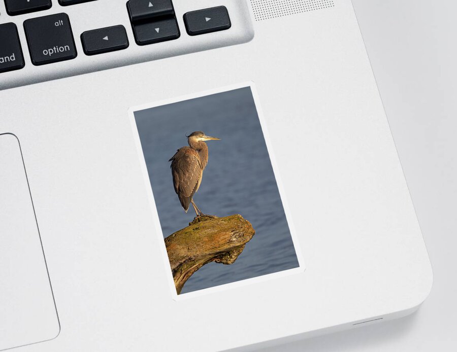 Blue Heron Sticker featuring the photograph Heron Sunset Vertical by Michael Rauwolf