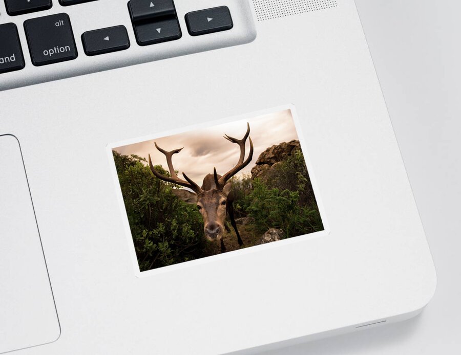 Deer Sticker featuring the photograph Hideout Discovered by Naomi Maya