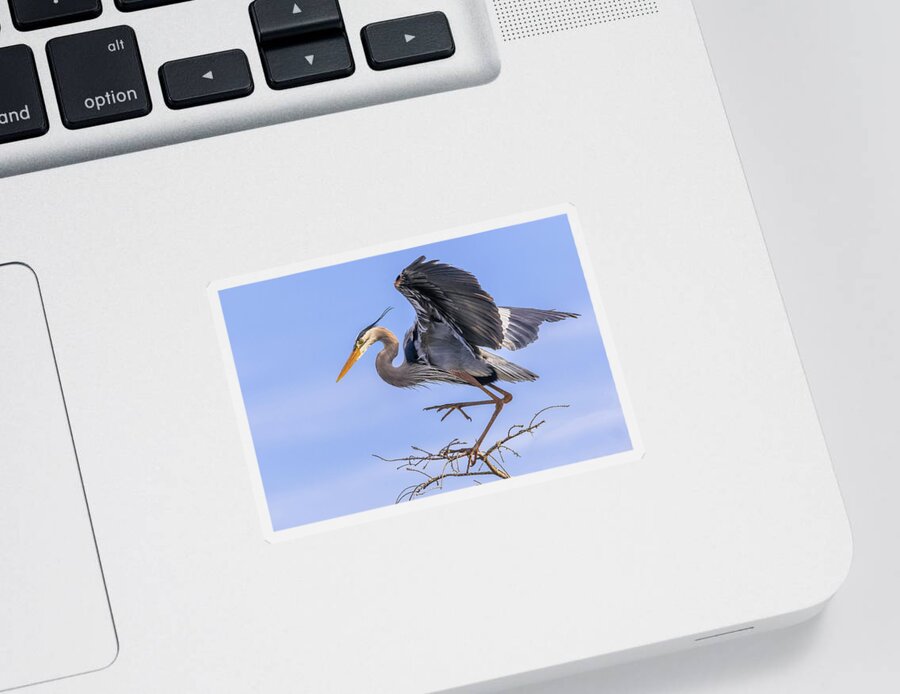 Great Blue Heron Sticker featuring the photograph High Steppin' by Jim Miller