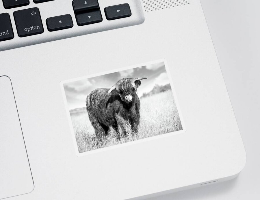 Highland Cattle Sticker featuring the photograph Highland cow tongue lick black and white by Simon Bratt
