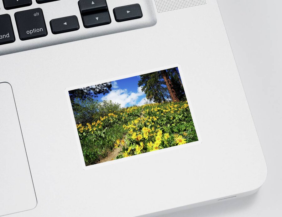 Balsamroot Sticker featuring the photograph Hillside of Balsam Root Flowers by Sylvia Cook