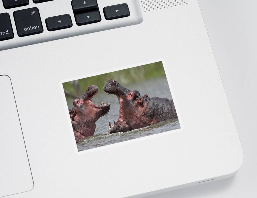 Adult Sticker featuring the photograph Hippopotamus amphibius, an adult with a juvenile by Tony Mills