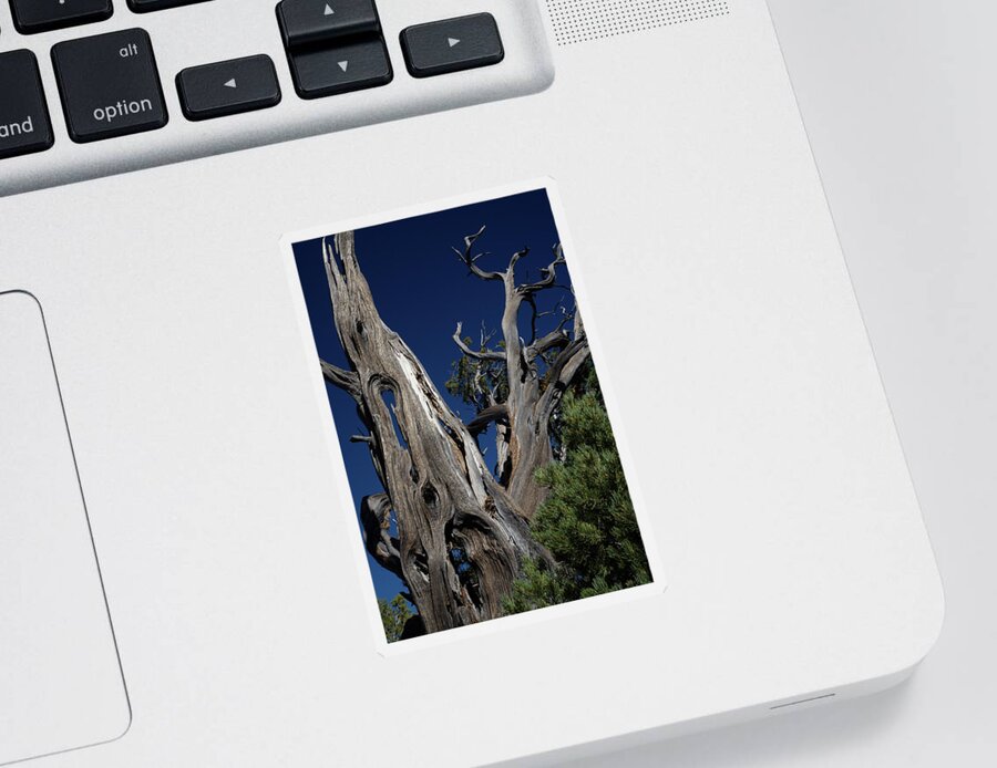Tree Sticker featuring the photograph Hollow Tree by Renee Logan