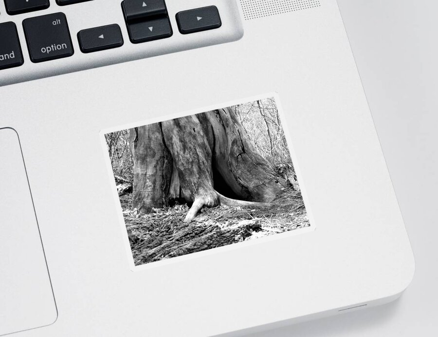 Tree Sticker featuring the photograph Hollow Tree Trunk in Black and White by Amanda R Wright