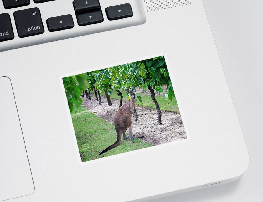 Kangaroo Sticker featuring the photograph Hopping through the Vines by Catherine Reading
