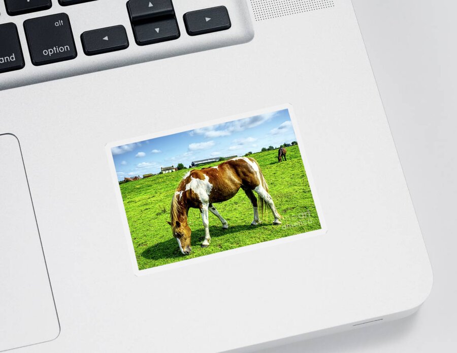 Horse Sticker featuring the photograph Horses in a field in Heywood Grt Manchester, UK by Pics By Tony