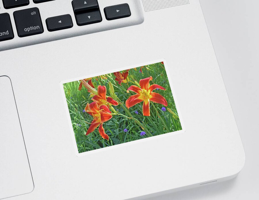 Daylilies Sticker featuring the photograph Hot July Field of Daylilies by Janis Senungetuk