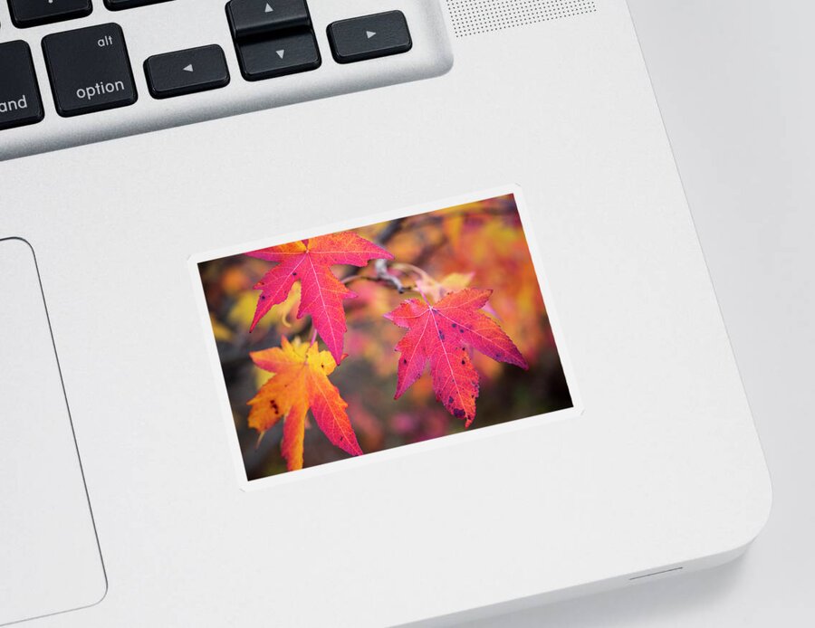 Autumn Sticker featuring the photograph Hot Pink Autumn by Karol Livote