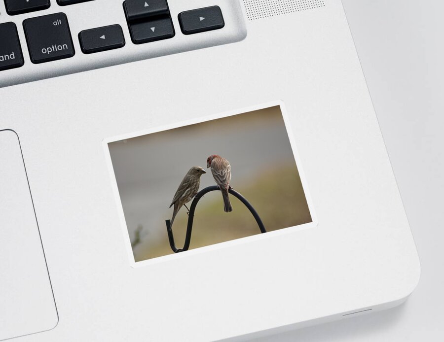  Sticker featuring the photograph House Finch Pair by Heather E Harman