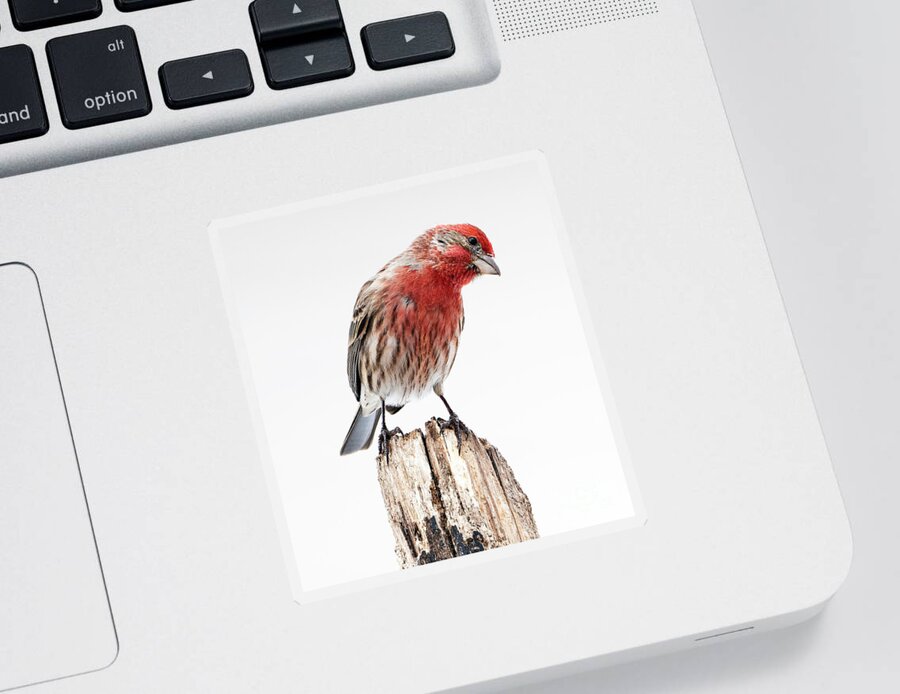 House Finch Sticker featuring the photograph House Finch- So Curioius by Sandra Rust