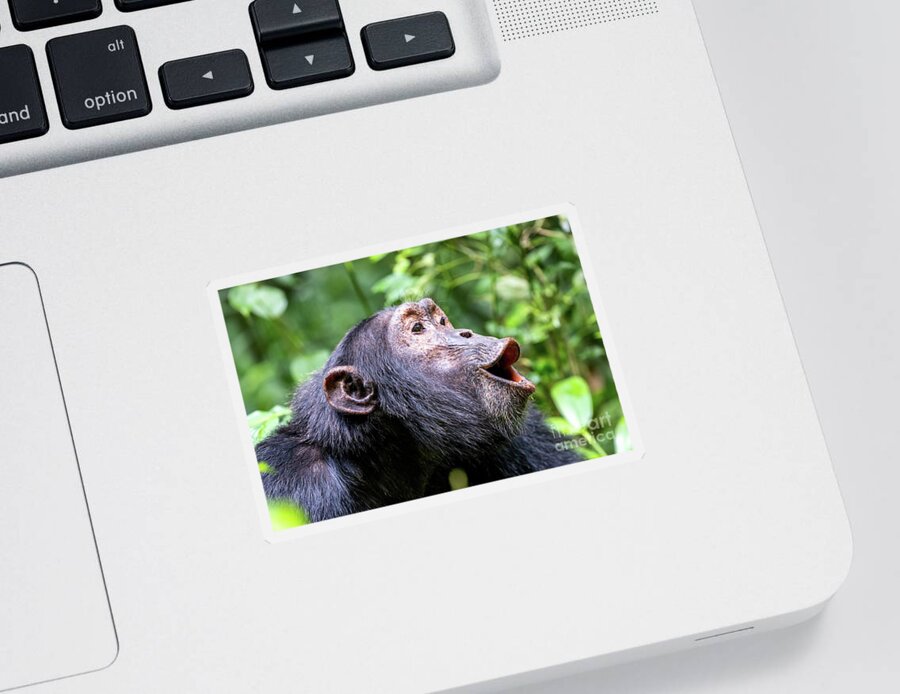 Chimpanzee Sticker featuring the photograph Howling chimpanzee, pan troglodytes, in the tropical rainforest of Kibale National Park, western Uganda. by Jane Rix