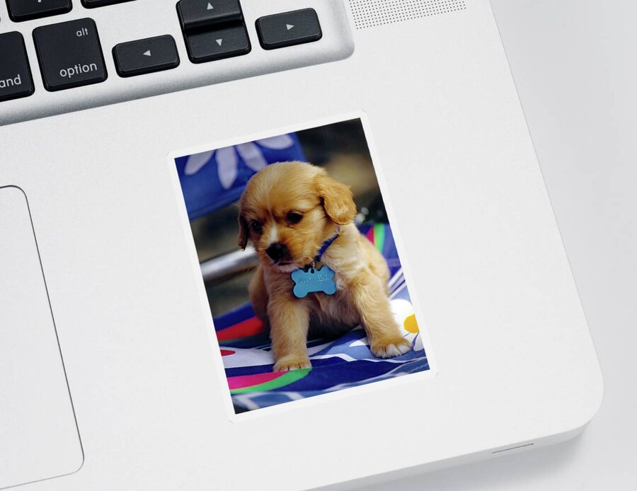 Puppy Sticker featuring the photograph Huggy Bear by Jennifer Robin