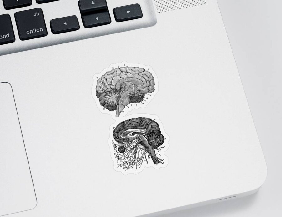 Brain Sticker featuring the drawing Human Brain - Central Nervous System - Vintage Anatomy Print 2 by Vintage Anatomy Prints