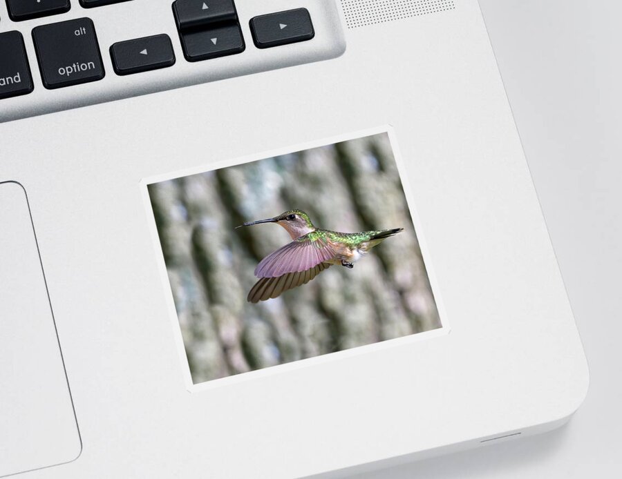Hummingbird Sticker featuring the photograph Hummingbird Wings Forward by Flinn Hackett
