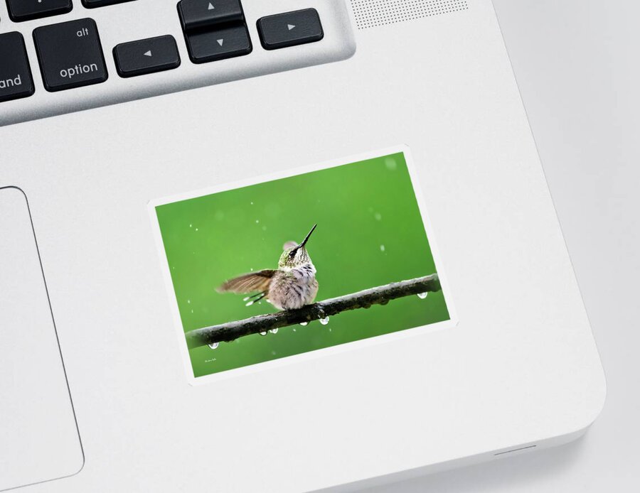 Hummingbird Sticker featuring the photograph Hummingbird In The Rain by Christina Rollo