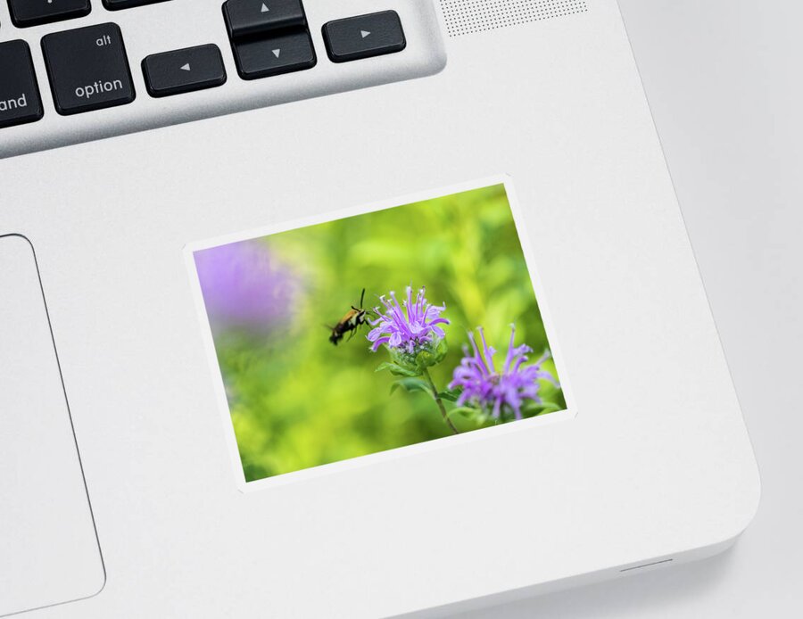Plants Sticker featuring the photograph Hummingbird Moth - Delaware Water Gap by Amelia Pearn