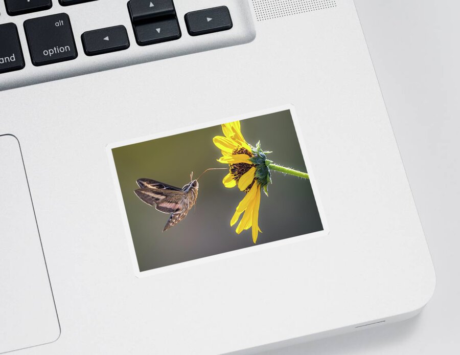 Hyles Lineata Sticker featuring the photograph Hummingbird Moth Gathering Nectar by Debra Martz