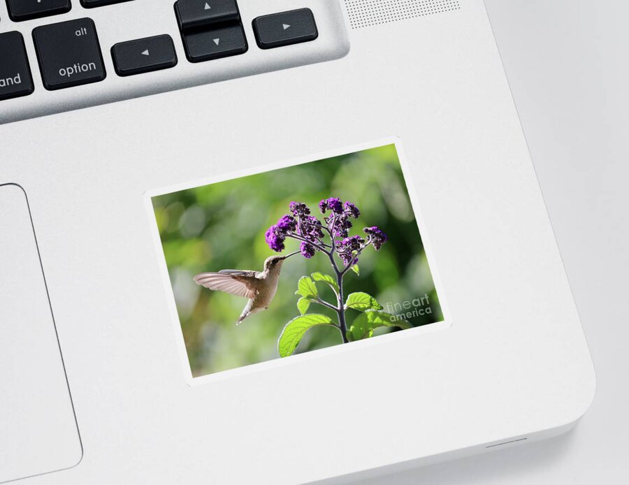 Hummingbird Sticker featuring the photograph Hummingbird Sunshine and Purple Flowers by Carol Groenen