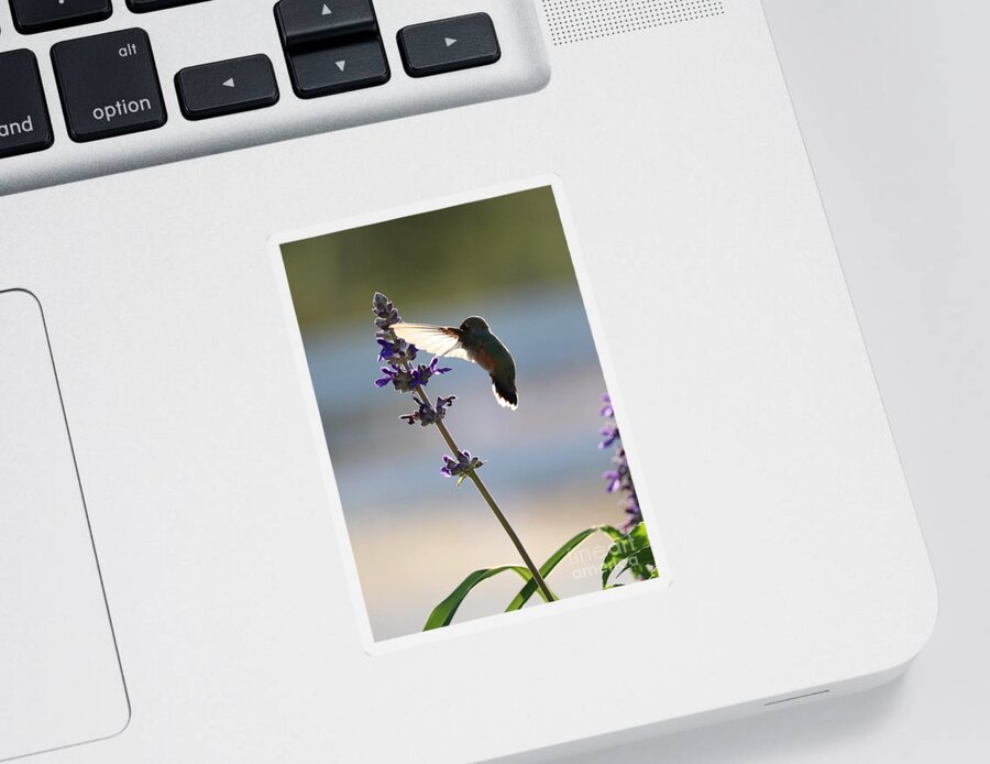 Hummingbird Sticker featuring the photograph Hummingbird's Secret by Carol Groenen