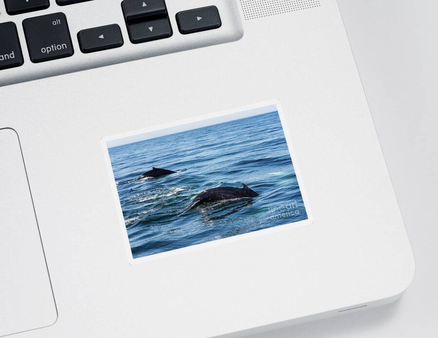 Humpback Sticker featuring the photograph Humpback and Calf Diving by Lorraine Cosgrove