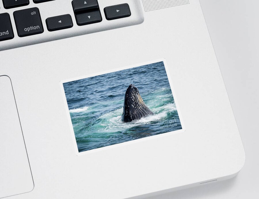 Humpback Sticker featuring the photograph Humpback Spyhopping by Lorraine Cosgrove