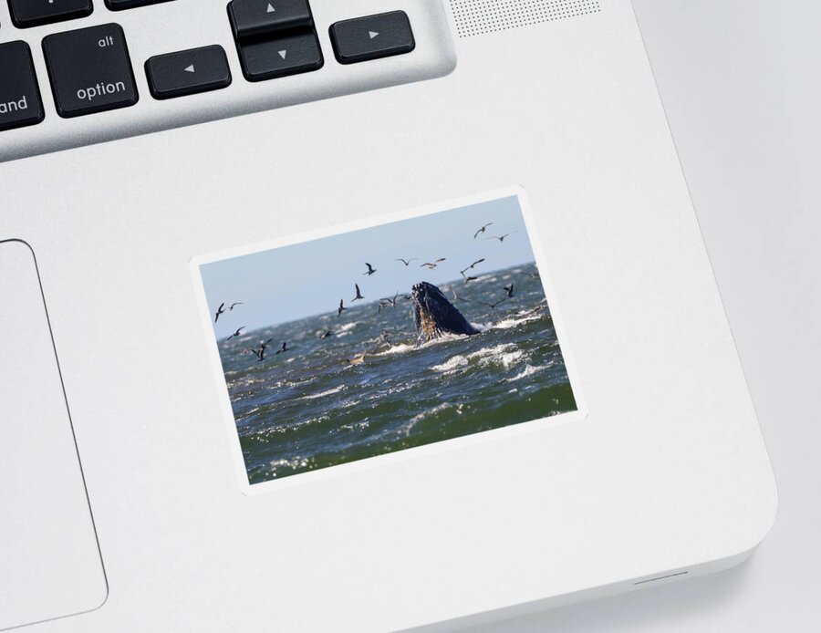  Sticker featuring the photograph Humpback Whale by Dr Janine Williams
