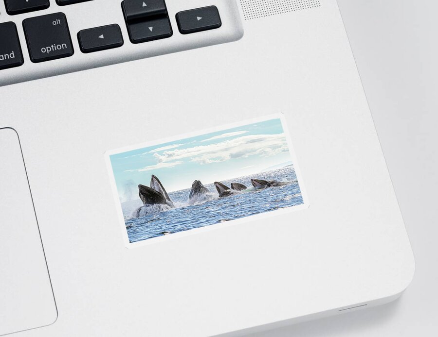 Whale Sticker featuring the photograph Humpbacks in a Row by Michael Rauwolf