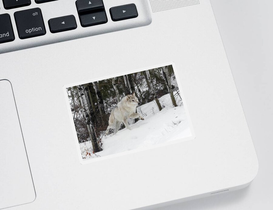 Hunting Wolf Sticker featuring the photograph Hunting Wolf by Wes and Dotty Weber
