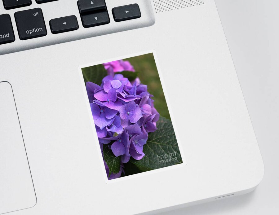 Hydrangea Sticker featuring the photograph Hydrangea Mauves And Pinks by Joy Watson