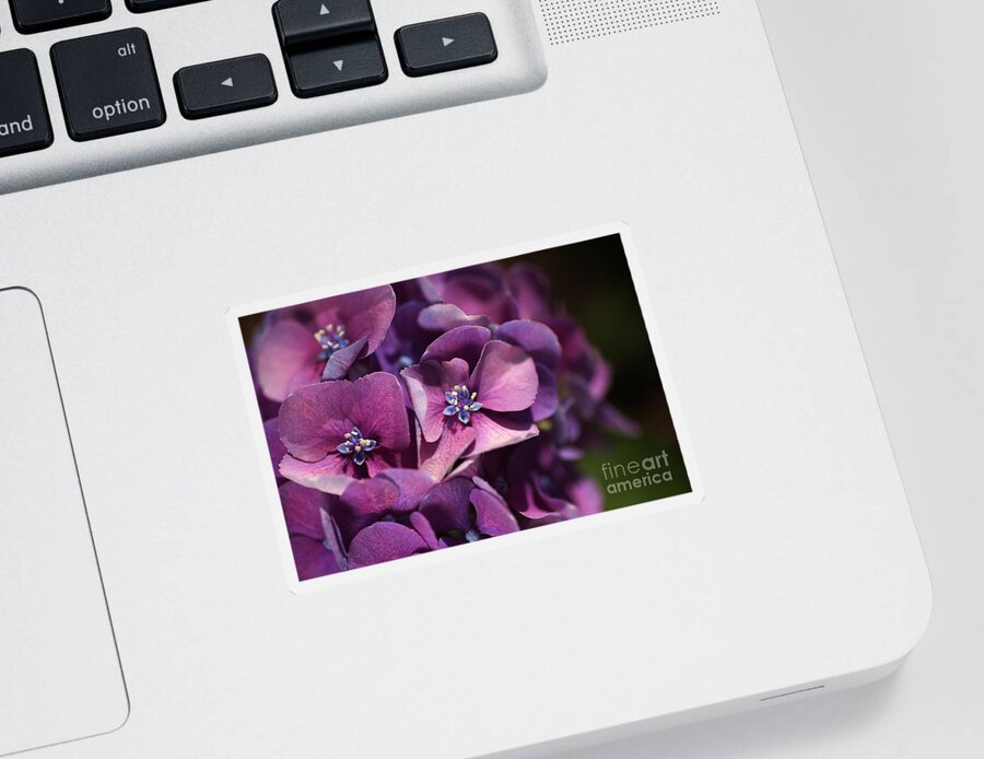 Hydrangea Sticker featuring the photograph Hydrangea Passion by Joy Watson
