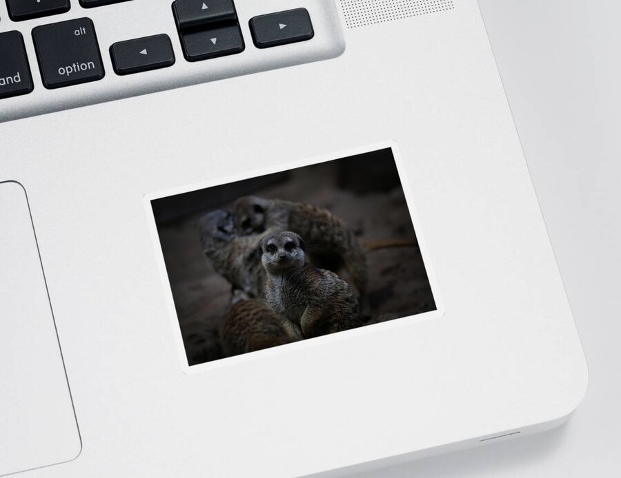 Meerkat Sticker featuring the photograph I Am Innocent I Tell Ya by Ernest Echols