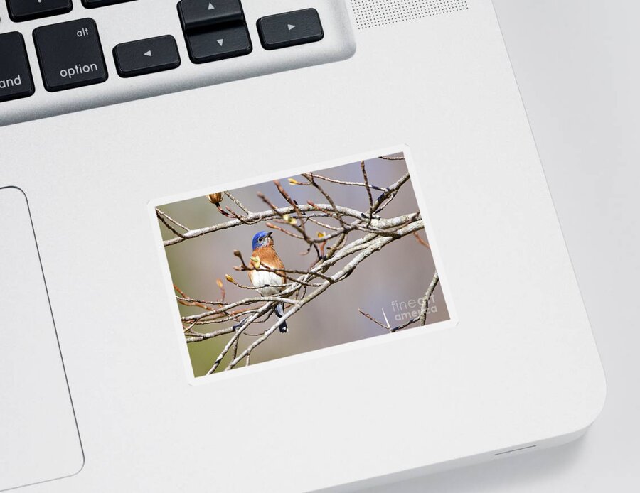 Bluebird Sticker featuring the photograph I see you by Yvonne M Smith