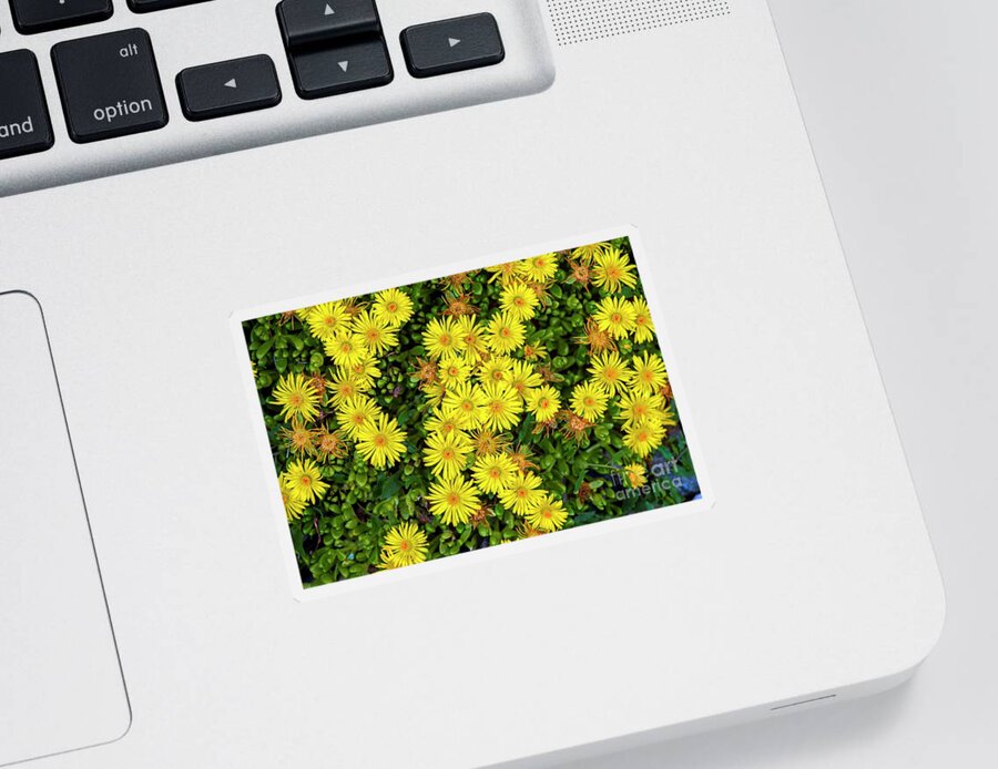 Jon Burch Sticker featuring the photograph Ice Plants by Jon Burch Photography