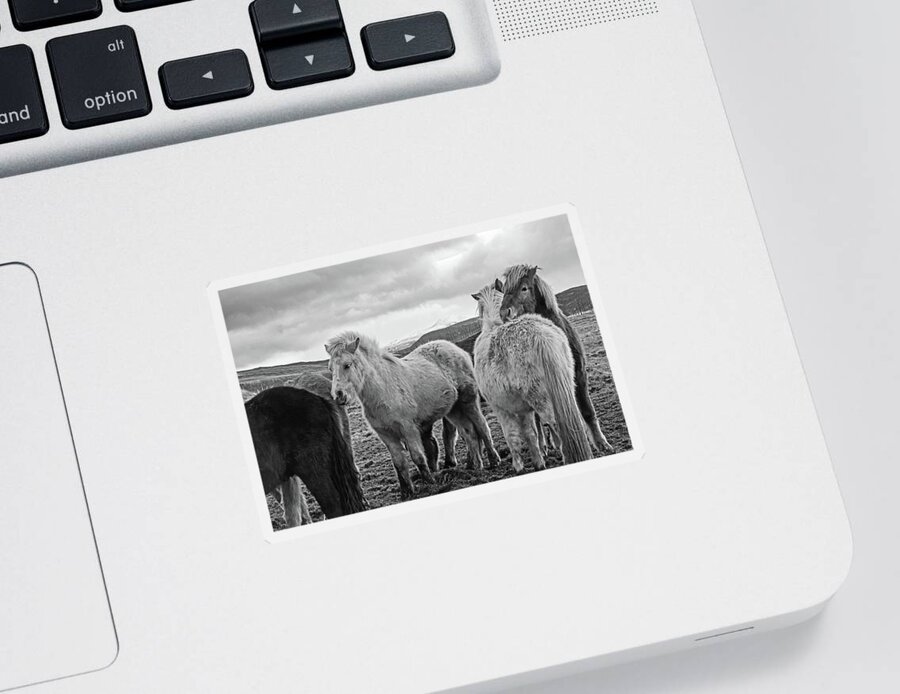Iceland Sticker featuring the photograph Icelandic Horse Cuddle Iceland Black and White by Toby McGuire