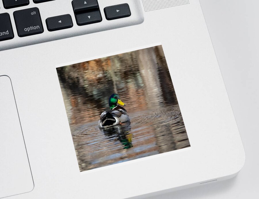 Duck Sticker featuring the photograph I'll Leave Now by Linda Bonaccorsi
