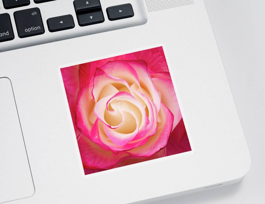 Rose Sticker featuring the photograph Illuminated Rose by Bonnie Follett