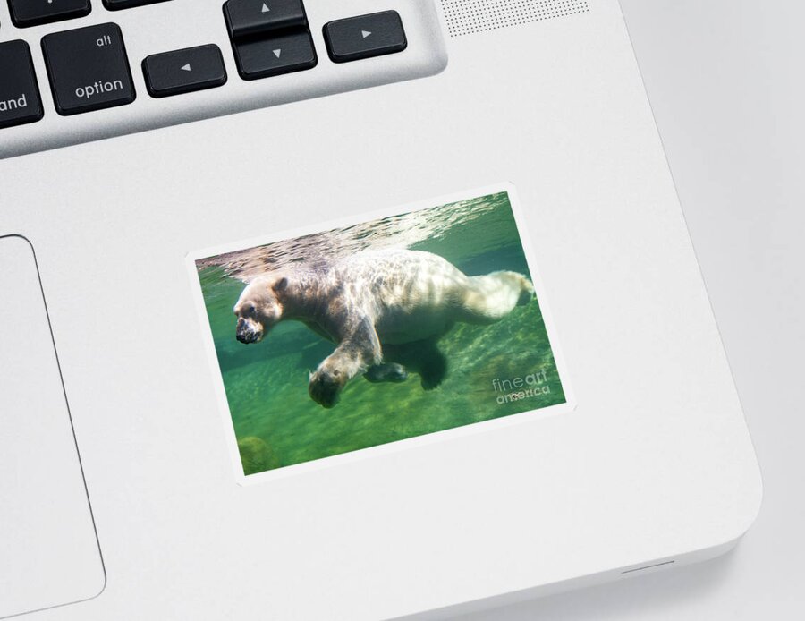 David Levin Photography Sticker featuring the photograph I'm Swimming as Fast as I Can by David Levin