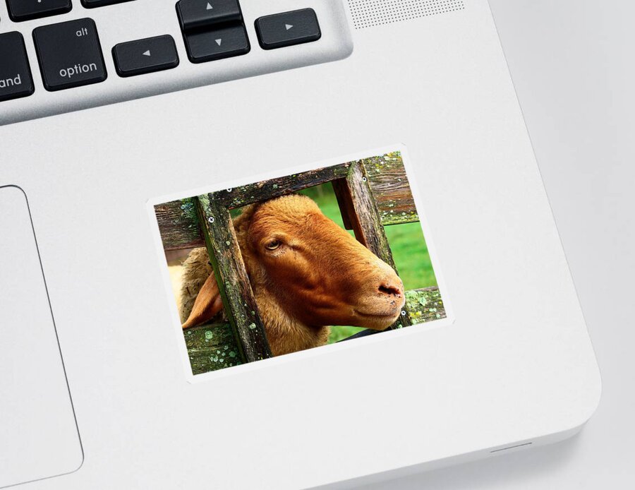 Sheep Sticker featuring the photograph I'm Waiting by Mary Walchuck
