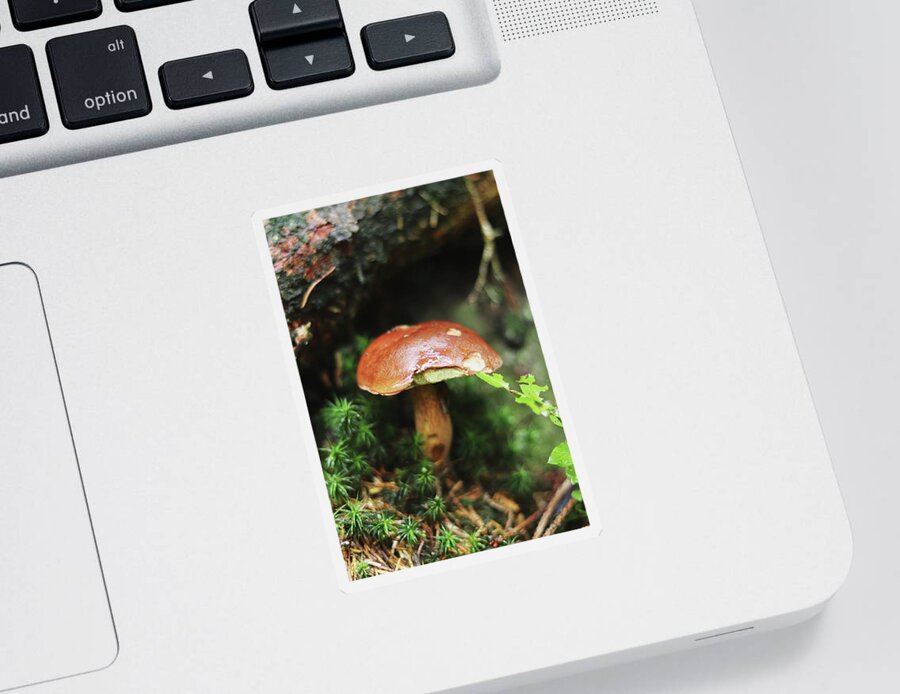 Autumn Sticker featuring the photograph Imleria badia found her birthplace by Vaclav Sonnek