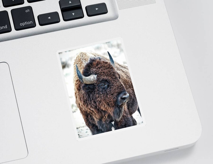 Olena Art Sticker featuring the photograph In The Presence of Bison in Rocky Mountain Arsenal National Wildlife Refuge by OLena Art