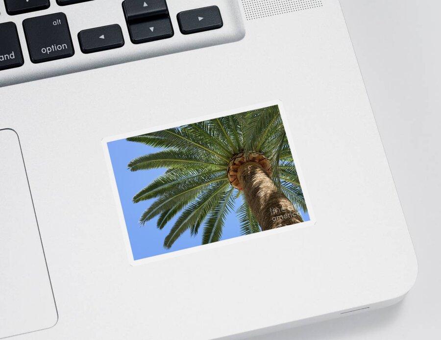Palm Leaves Sticker featuring the photograph In the shade of a tall palm tree, summer on the beach by Adriana Mueller